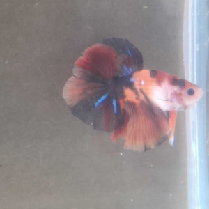 Jeune male betta halfmoon combattant 6 mois