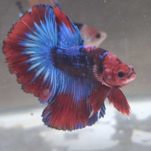 Jeune Male halfmoon combattant galaxy