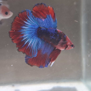 Jeune Male halfmoon combattant galaxy