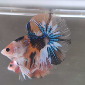 Jeune male nemo halfmoon variation metallique