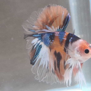 Jeune male nemo halfmoon variation metallique