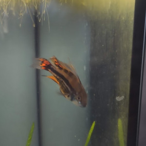 vends apistogramma  cacatuoides double red