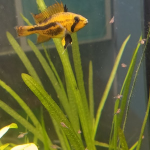 vends apistogramma  cacatuoides double red