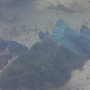 Betta plakat halfmoon femelles