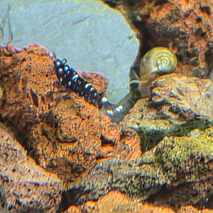 Lot mixte Crevettes Sulawasis