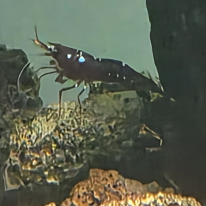 Lot mixte Crevettes Sulawasis