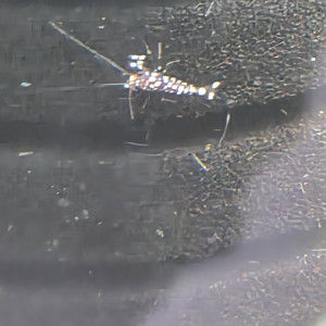 Lot mixte Crevettes Sulawasis