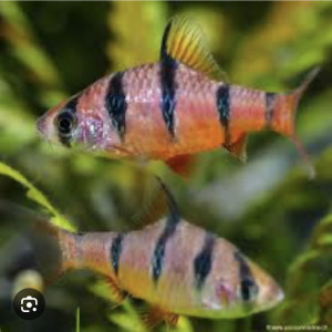 Don poissons et crevettes