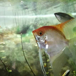 Ramirezi bleu électrique et Scalaire doré