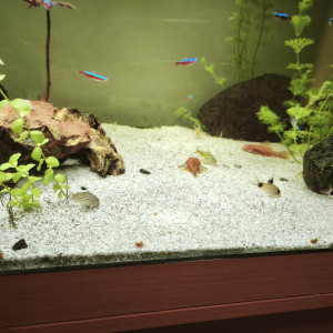 Vend aquarium 450l plus poissons