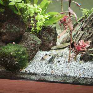 Différents poissons