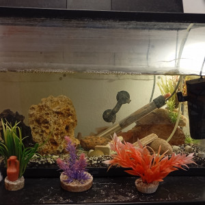 Aquarium 60 litres avec sa population