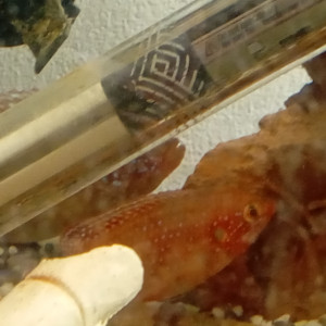 Aquarium 60 litres avec sa population