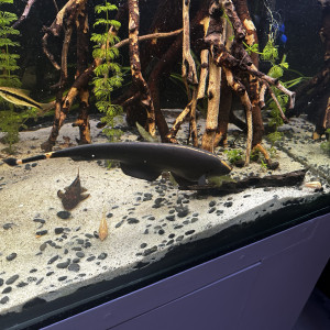 Apteronotus albifrons