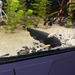 Apteronotus albifrons