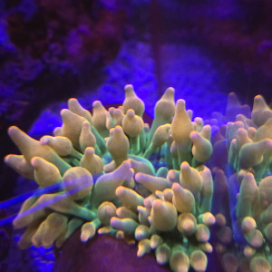 Entacmea quadricolor verte et rose