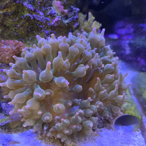 Entacmea quadricolor sunburst