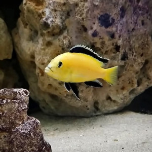 Cichlides du lac Malawi