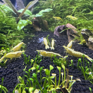 neocaridina yellow neon haut grade