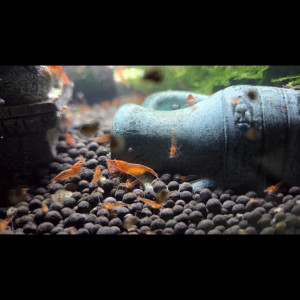 Crevettes red cherry