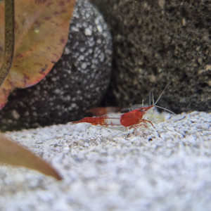 Crevettes Neocaridina Davidi Red Rili