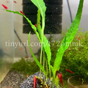 1 plante aquarium crevettes Microsorum Pteropus #1 sur lave de roche noir 5cm