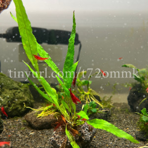 1 plante aquarium crevettes Microsorum Pteropus #2 sur lave de roche noir 5cm