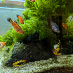 Jeunes Platys
