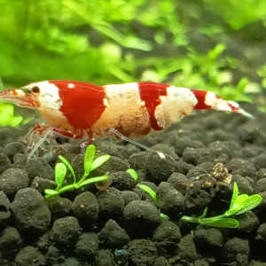 Crevette crystal red/black