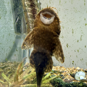 Don de 4 poissons eau douce chaude