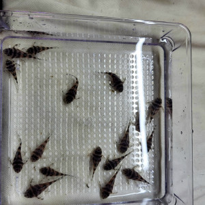 Hypancistrus L173