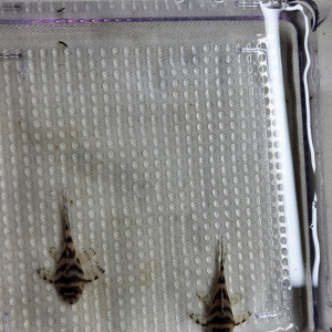 Hypancistrus L236