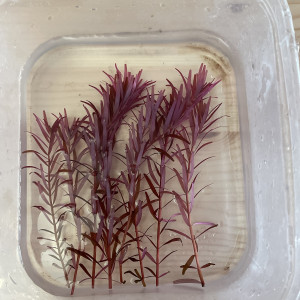 Rotala blood red