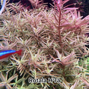 Rotala H’ra