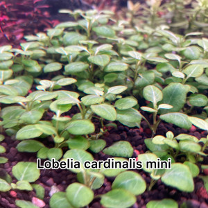 Lobelia Cardinalis mini