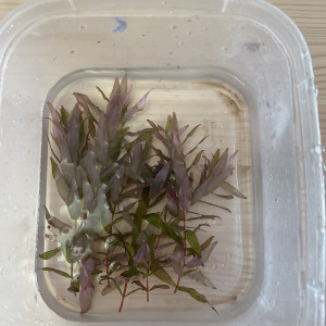 Rotala Macrandra