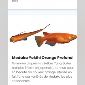 Œuf de medaka différentes souches