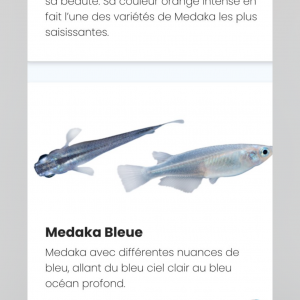 Œuf de medaka différentes souches