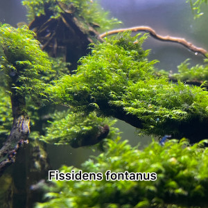 Fissidens fontanus (rare)