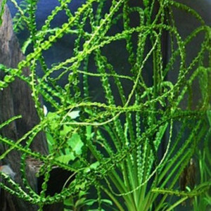 Lys d'eau rhéophyte