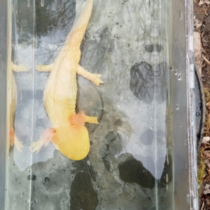 Axolotls gold mâle disponible