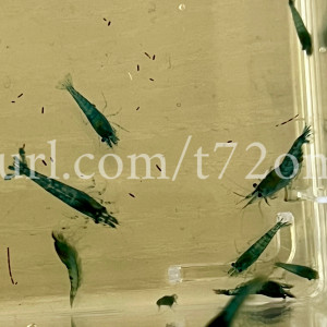 15+2 crevettes Neocaridina Davidi Blue Dream aquarium poissons