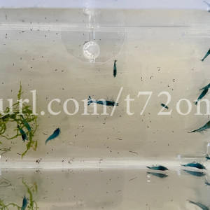 15+2 crevettes Neocaridina Davidi Blue Dream aquarium poissons