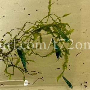 15+2 crevettes Neocaridina Davidi Blue Dream aquarium poissons