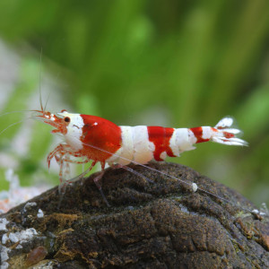 Caridina Crystal Red
