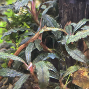 Aquarium plant Bucephalandra kedagang