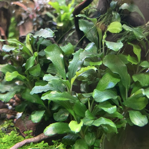 Aquarium plant Bucephalandra green wavy