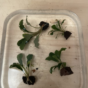 Aquarium plant Bucephalandra green wavy