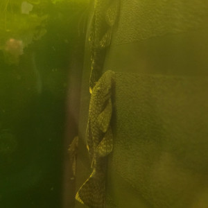 Ancistrus adultes