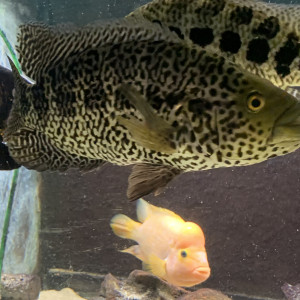 Vends parachromis adulte